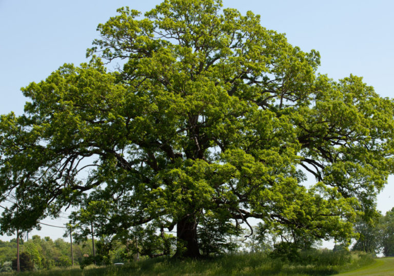 who-is-in-my-family-tree-sawn-genealogy